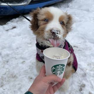 Starbucks dog wallpaper