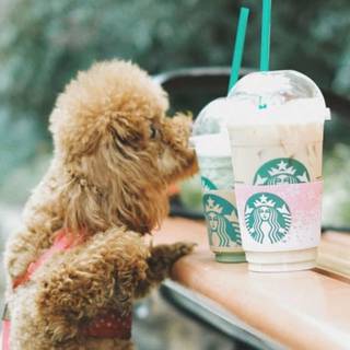 Starbucks dog wallpaper