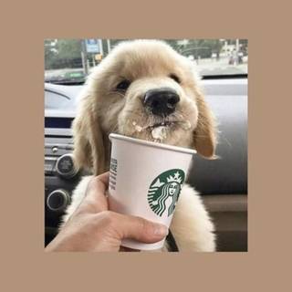 Starbucks dog wallpaper