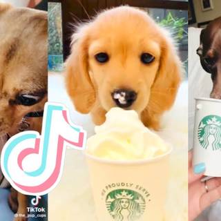 Starbucks dog wallpaper