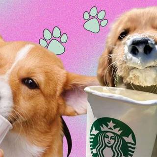 Starbucks dog wallpaper
