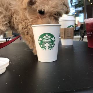 Starbucks dog wallpaper