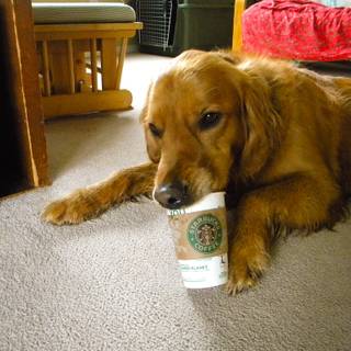 Starbucks dog wallpaper