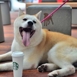 Starbucks dog wallpaper