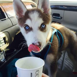Starbucks dog wallpaper