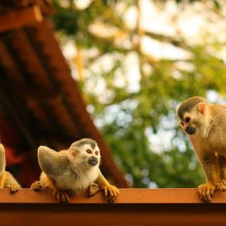 4k monkeys wallpaper