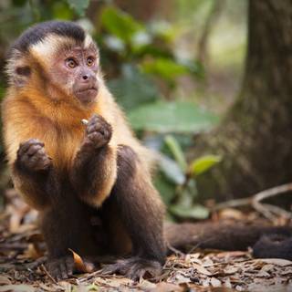 4k monkeys wallpaper