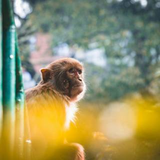 4k monkeys wallpaper