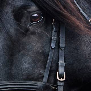 Black horse HD 4k iPhone wallpaper