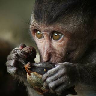 4k monkeys wallpaper