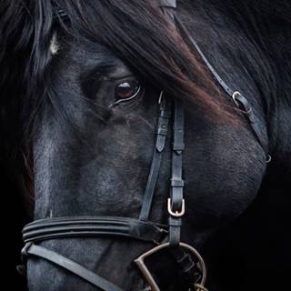 Black horse 4k wallpaper