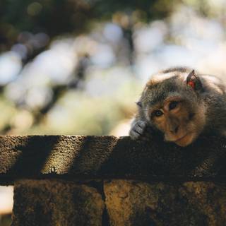 4k monkeys wallpaper