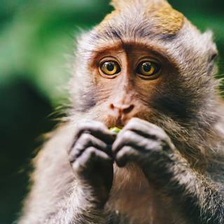 4k monkeys wallpaper