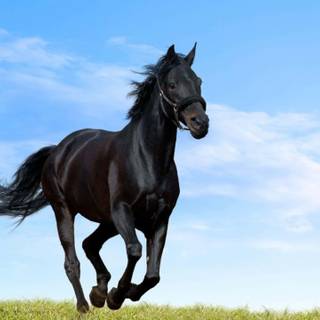 Black horse 4k wallpaper