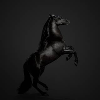 Black horse 4k wallpaper