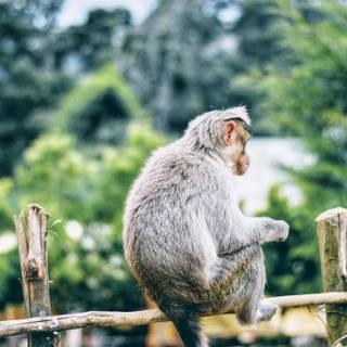 4k monkeys wallpaper