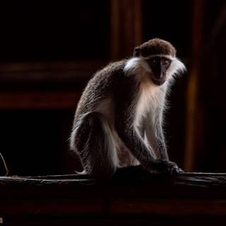 4k monkeys wallpaper