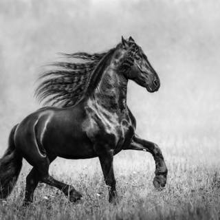 Black horse 4k wallpaper