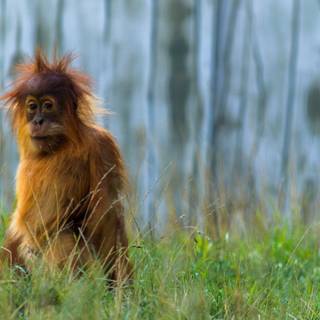 4k monkeys wallpaper