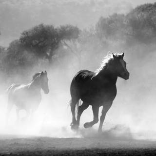 Horses brown and white wallpaper