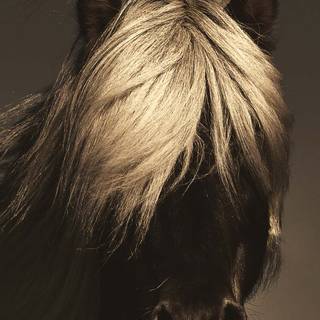 Black horse HD 4k iPhone wallpaper