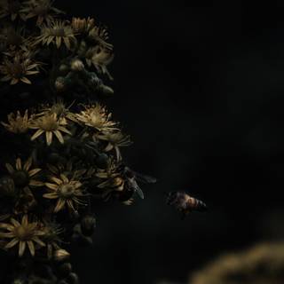 Moody iPhone wallpaper