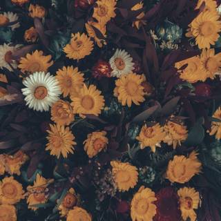 Moody iPhone wallpaper