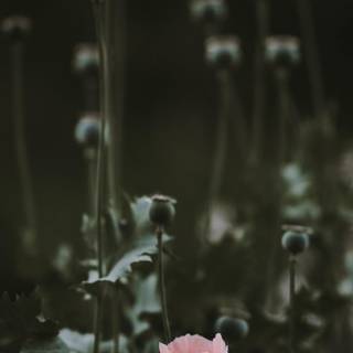 Moody iPhone wallpaper