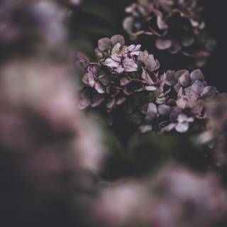 Moody iPhone wallpaper