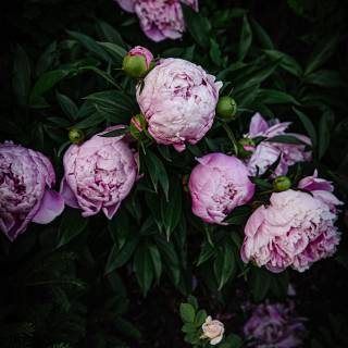 Moody iPhone wallpaper