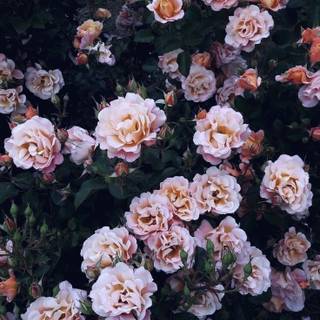 Moody iPhone wallpaper