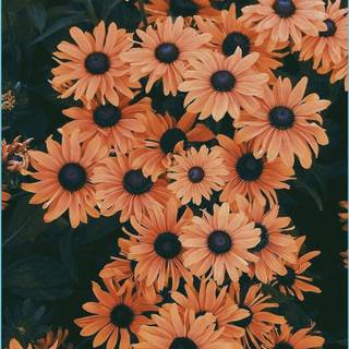Aesthetic flower phone wallpaper