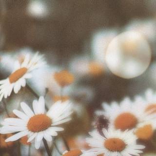 Aesthetic flower phone wallpaper