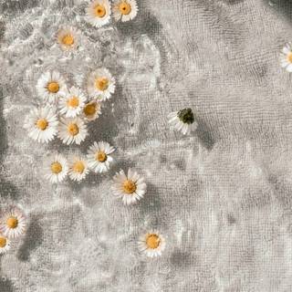 Aesthetic flower phone wallpaper