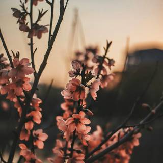 Aesthetic flower phone wallpaper