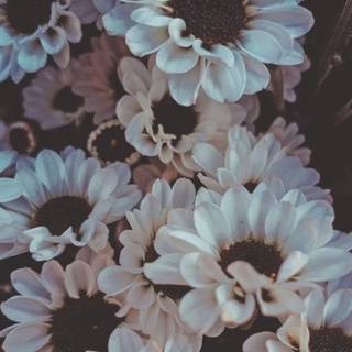 Aesthetic flower phone wallpaper