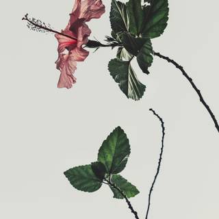 Aesthetic flower phone wallpaper