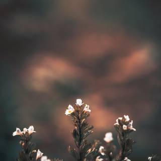 Aesthetic flower phone wallpaper