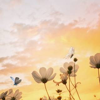 Aesthetic flower phone wallpaper