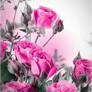 Aesthetic flower phone wallpaper