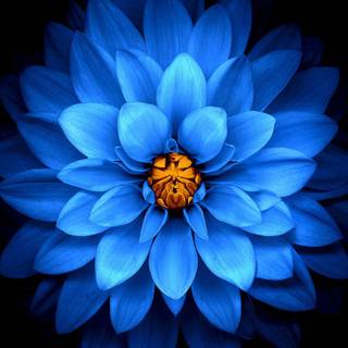iPhone blue flower wallpaper
