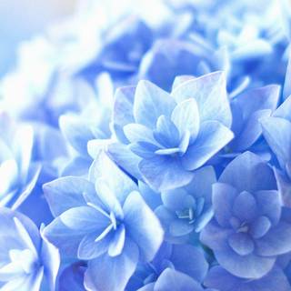 iPhone blue flower wallpaper