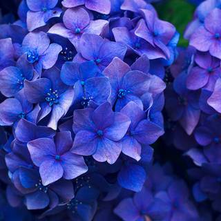 iPhone blue flower wallpaper