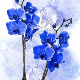 iPhone blue flower wallpaper