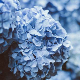 iPhone blue flower wallpaper