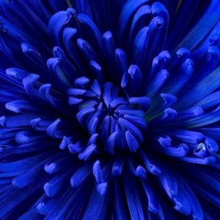 iPhone blue flower wallpaper