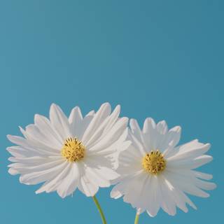 iPhone blue flower wallpaper