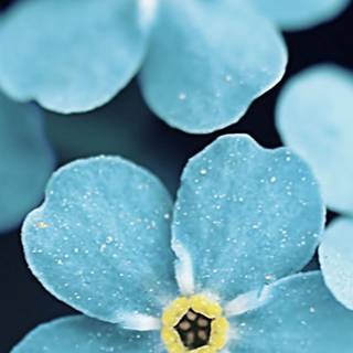 iPhone blue flower wallpaper