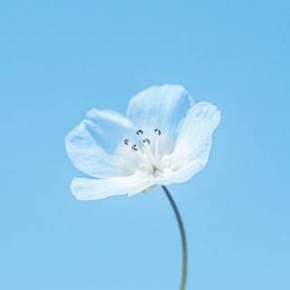 iPhone blue flower wallpaper