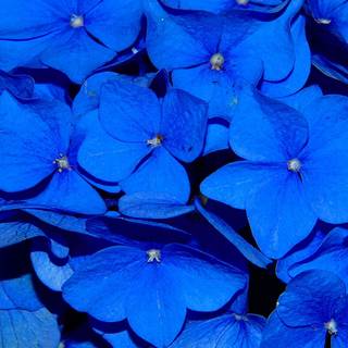 iPhone blue flower wallpaper